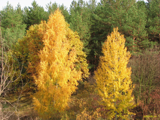 35475 (a): :1600x1200